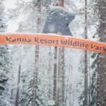 Ranua Wildlife Park Day : Visit the Arctic Animals! - The Value for Travelers