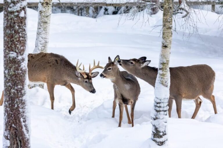 Ranua: Wildlife Park Entrance Ticket - Who Should Visit Ranua?