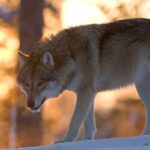 Ranua Wildlife Park Guided Tour from Rovaniemi, With Lunch - What the Reviews Say