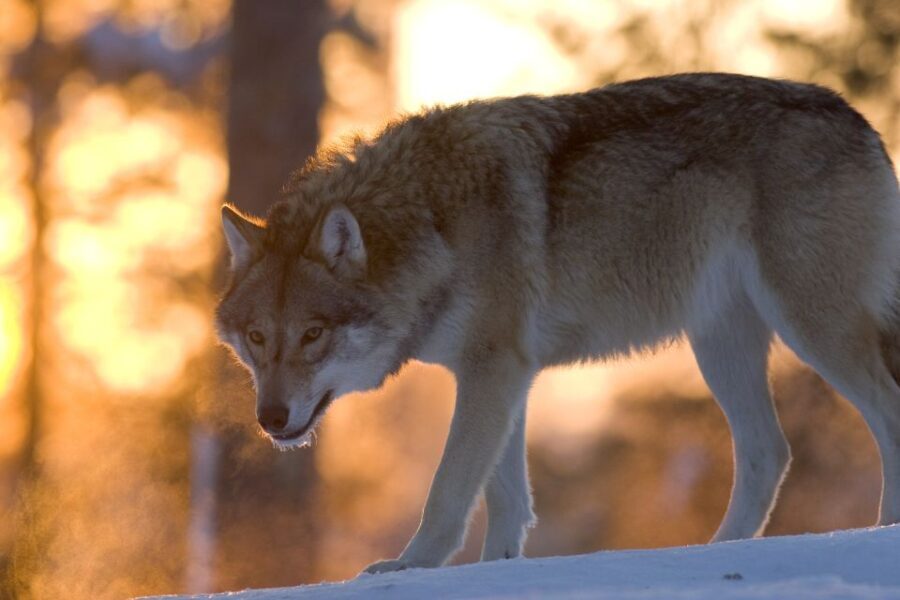 Ranua Wildlife Park Guided Tour from Rovaniemi, With Lunch - What the Reviews Say