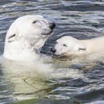 Ranua Zoo and BBQ - Who Will Enjoy This Tour?
