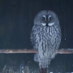 Ranua Zoo- Guided day tour from Rovaniemi - Who Will Love This Tour?