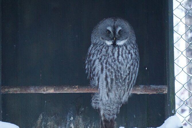 Ranua Zoo- Guided day tour from Rovaniemi - Who Will Love This Tour?