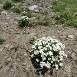 RARE PLANTS IN AOSTA VALLEY - Exploring the Botanical Treasures of Aosta Valley