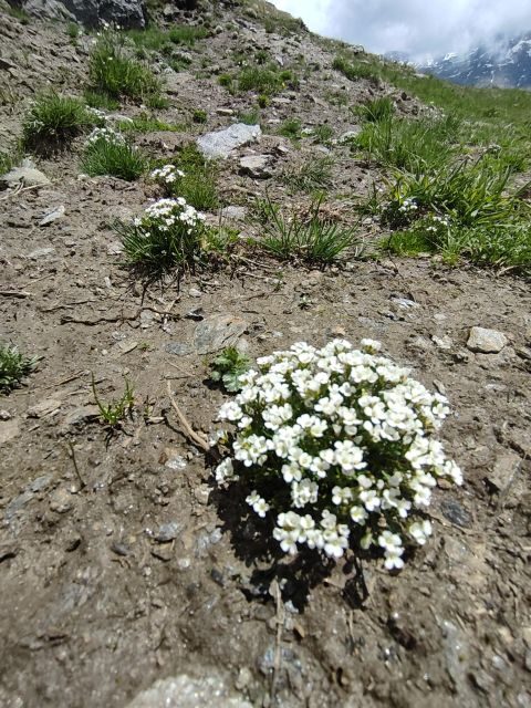 RARE PLANTS IN AOSTA VALLEY - Exploring the Botanical Treasures of Aosta Valley