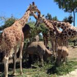 Ravenna: Safari Ravenna entrance ticket - Practical Tips for Visiting