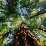 Redwoods Full-day Private Tour and Hike - Considerations