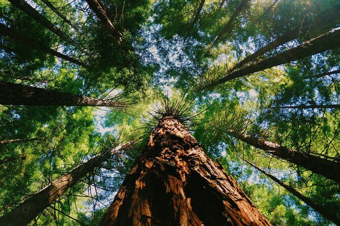 Redwoods Full-day Private Tour and Hike - Considerations