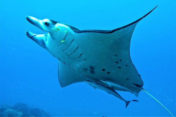 Reef Discovery Half Day Group Signature Tour - Who Will Love This Tour?