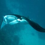 Reef Discovery Luxury Private Snorkeling Lagoon Tour - Authentic Experiences and Genuine Value