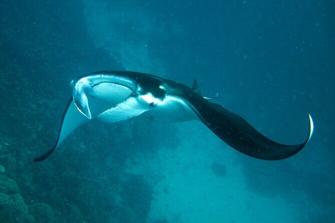 Reef Discovery Luxury Private Snorkeling Lagoon Tour - Authentic Experiences and Genuine Value