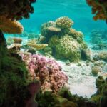Reef Discovery Private Treasure Hunt - A Detailed Breakdown of the Itinerary