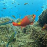 Reef Fish Watching - Exploring Madeira’s Marine World: A Close-Up Look