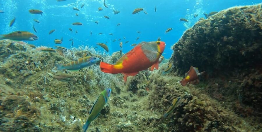 Reef Fish Watching - Exploring Madeira’s Marine World: A Close-Up Look