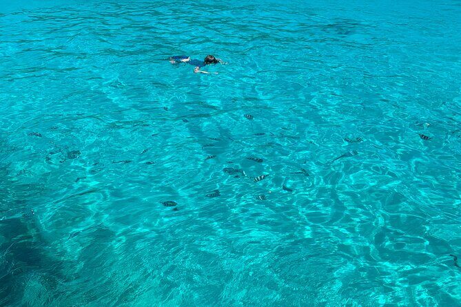 Reef Safari - Snorkeling, Fish Feeding & Lunch (Shared Day Trip) - Final Thoughts