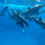 Reef Snorkel under the Captain Cook monument in Kealakekua Bay - Who Will Love This Tour?