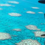 Reef & Whitehaven Spectacular - 60 Minute Helicopter Tour - A Closer Look at the Experience
