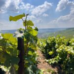 Reims/Epernay: Champagne Day Tour with Tastings - A Deep Dive into the Champagne Day Tour Experience