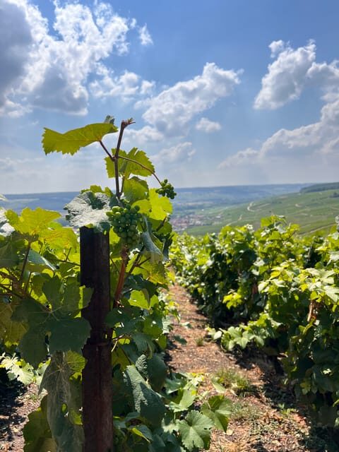 Reims/Epernay: Champagne Day Tour with Tastings - A Deep Dive into the Champagne Day Tour Experience