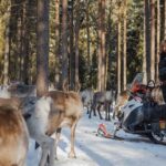 Reindeer Experience with Sledge Ride - FAQ