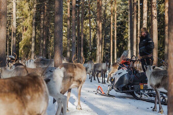 Reindeer Experience with Sledge Ride - FAQ