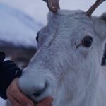 Reindeer Feeding and Sami Culture Afternoon Departure - Final Thoughts