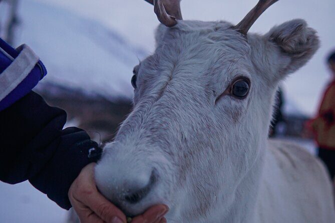 Reindeer Feeding and Sami Culture Afternoon Departure - Final Thoughts