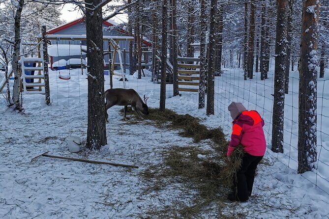 REINDEER FEEDING - Join us for a unique moment with our reindeer - Why This Experience Delivers Value