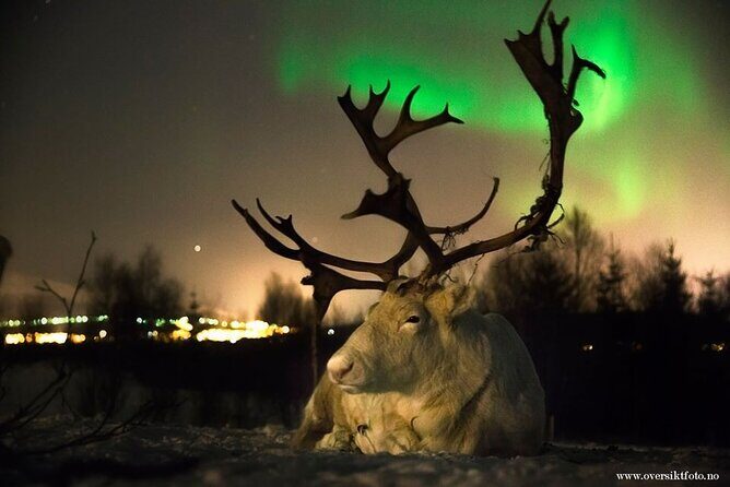 Reindeer feeding & Saami Culture with chance for Northern Lights - A Few Considerations