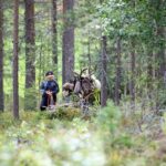 Reindeer Hike in Kuusamo nature - Exploring the Reindeer Hike in Kuusamo in Detail