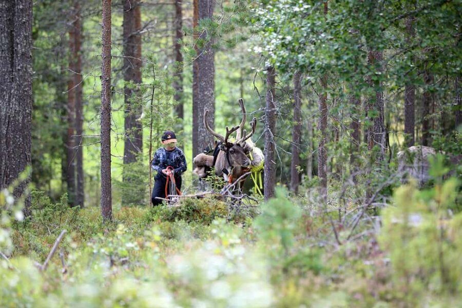 Reindeer Hike in Kuusamo nature - Exploring the Reindeer Hike in Kuusamo in Detail