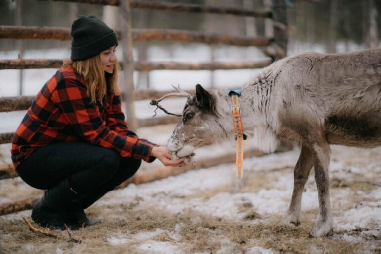 Reindeer Husbandry with Snowmobile Sleigh Ride and Lunch - FAQ