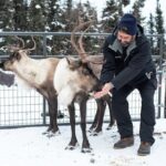 Reindeer Meet and Greet - An In-Depth Look at the Reindeer Meet and Greet