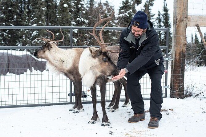 Reindeer Meet and Greet - An In-Depth Look at the Reindeer Meet and Greet
