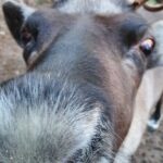 Reindeer Park Adventure - The Sum Up