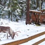 Reindeer Park Adventure VIP Car (private service) - Practical Details: What You Need to Know