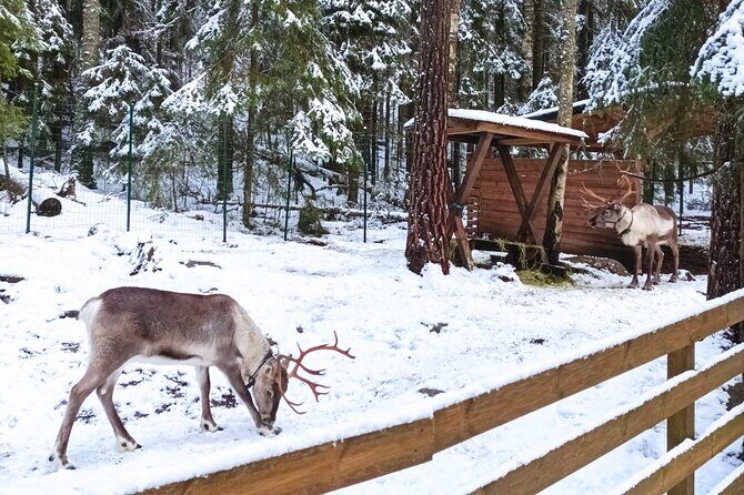 Reindeer Park Adventure VIP Car (private service) - Practical Details: What You Need to Know