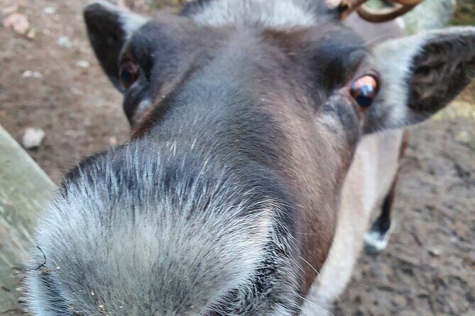 Reindeer Park Adventure - The Sum Up