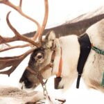 Reindeer Safari in Arctic Wilderness - Who Should Consider This Tour?