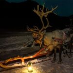 Reindeer Sledding and Feeding with Chance of Northern Lights Tromso - The Real Value: What Travelers Say
