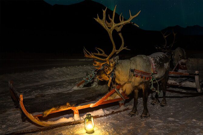 Reindeer Sledding and Feeding with Chance of Northern Lights Tromso - The Real Value: What Travelers Say