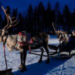 Reindeer sleigh ride across the night in Apukka Resort Rovaniemi - Practical Details and Value