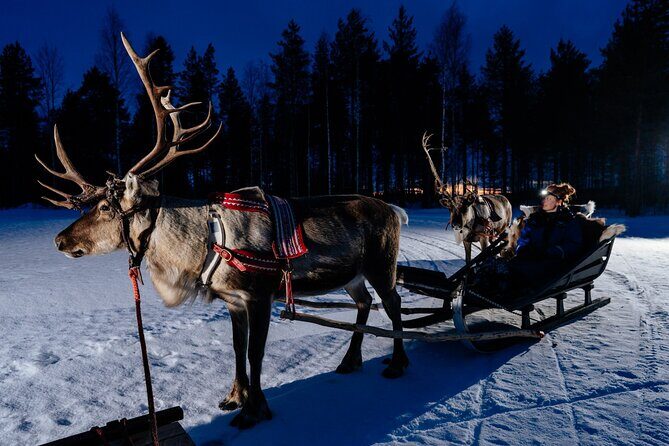 Reindeer sleigh ride across the night in Apukka Resort Rovaniemi - Practical Details and Value