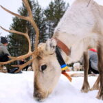 Reindeer yoga in Kuusamo - Why This Experience Is Worth Considering