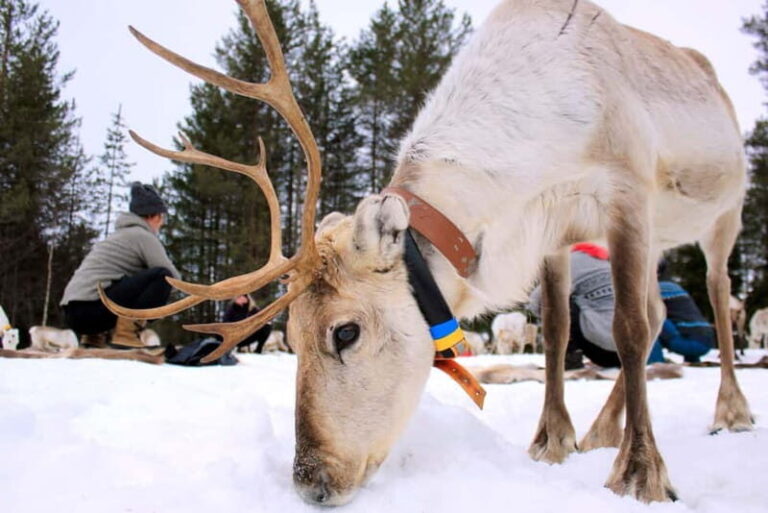 Reindeer yoga in Kuusamo - Why This Experience Is Worth Considering