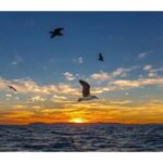 Relaxing Sunset/Evening Cruise in Newport Beach - A Detailed Look at the Newport Beach Sunset Cruise