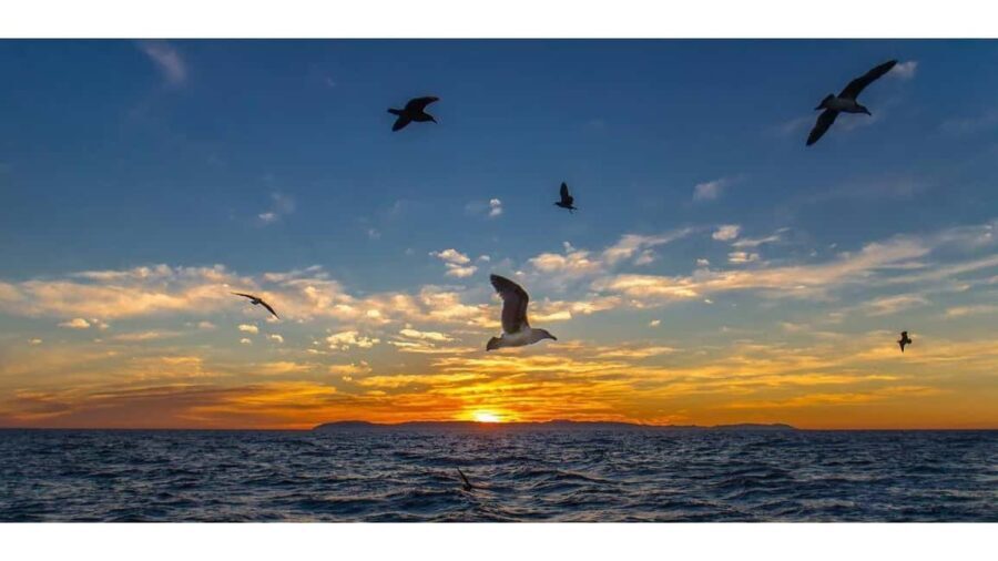 Relaxing Sunset/Evening Cruise in Newport Beach - A Detailed Look at the Newport Beach Sunset Cruise