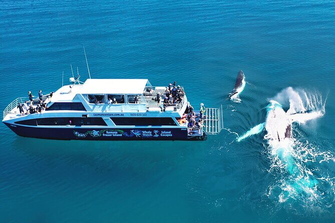 Remote K'gari (Fraser Island) & Whale Experience - In-Depth Review: Why This Tour Deserves Your Attention