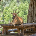 Rethymno/Bali/Panormo: Samaria Gorge Hike with Transfers - FAQs