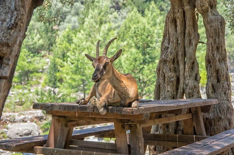 Rethymno/Bali/Panormo: Samaria Gorge Hike with Transfers - FAQs